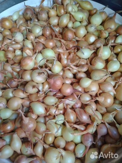 Лук севок, выборка