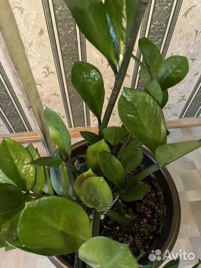 Замиокулькас