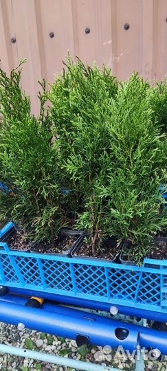 Туя Смарагд