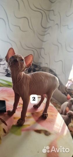 Канадский сфинкс котенок девочка