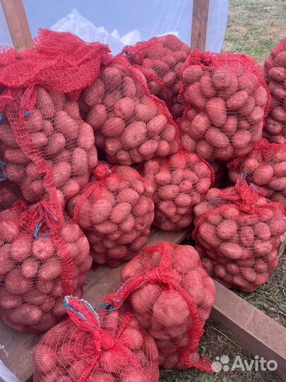 Семенной картофель оптом