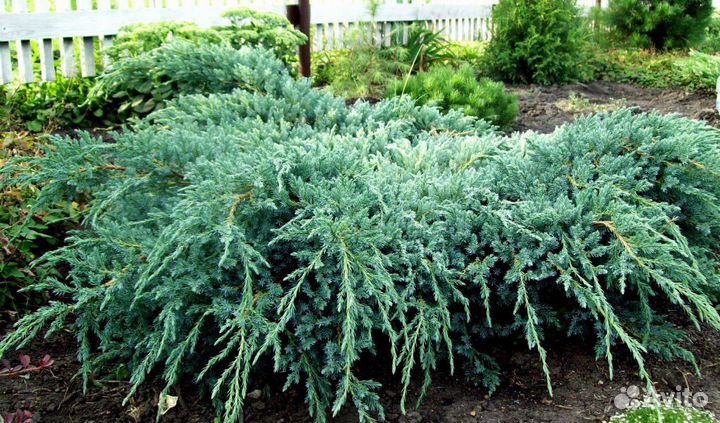 Можжевельник блю карпет, Вилтони