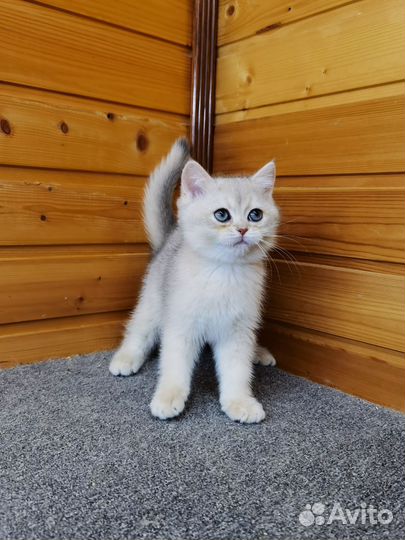 Британское голубое золото