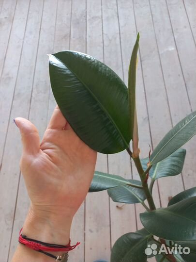 Фикус, кактус