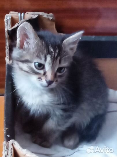 Котёнок