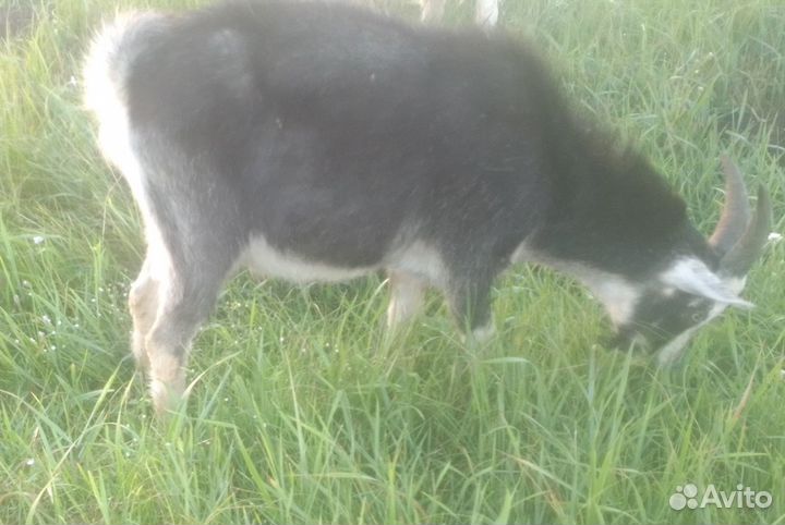 Козел на племя