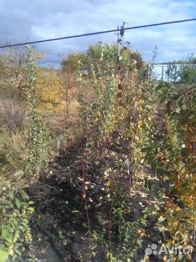 Саженцы плодовых деревьев