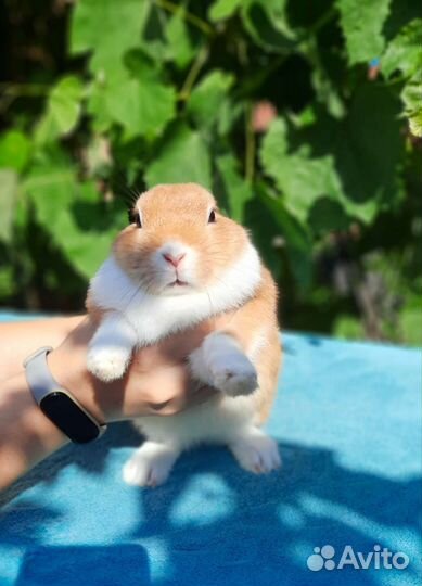 Декоративные кролики подростки