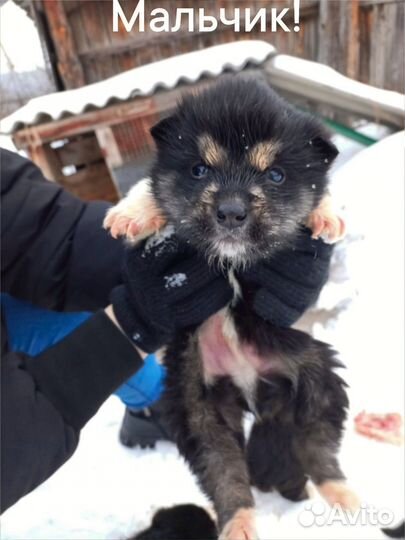 Щенки хаски в добрые руки