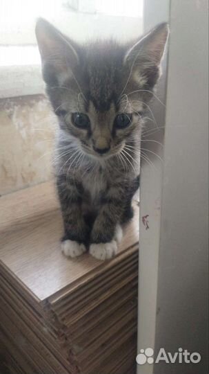 Кошка в дар бесплатно