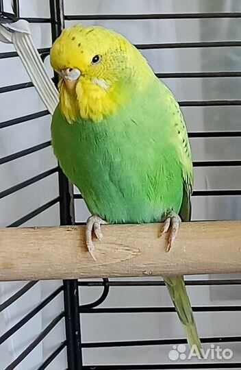 Ввп Чех Волнистый Попугай