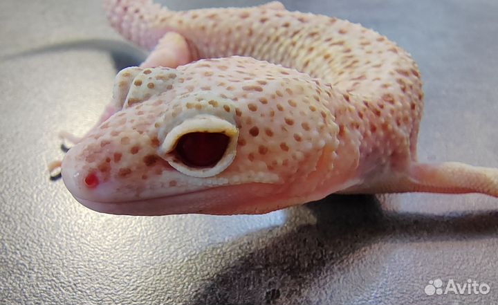 Эублефары готовые пары