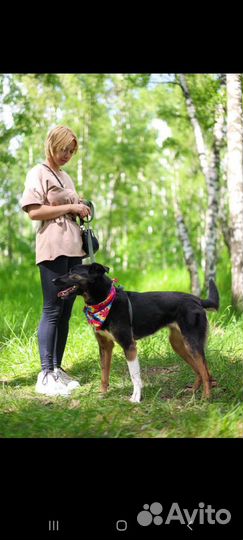 Собака из дома в приют