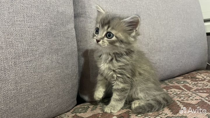 Серый котенок