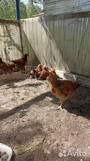 Цыплята подрощеные