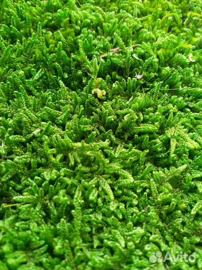 Мох пластовой стабилизированный