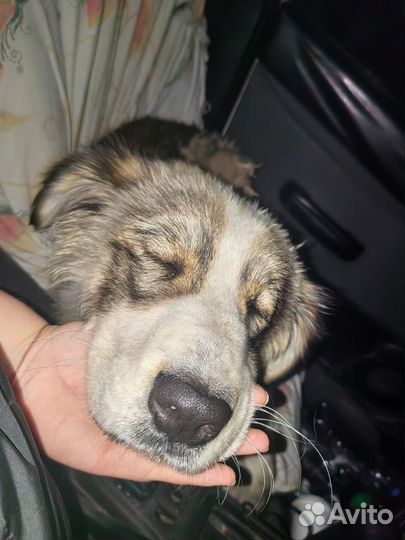 Отдам собаку в добрые руки