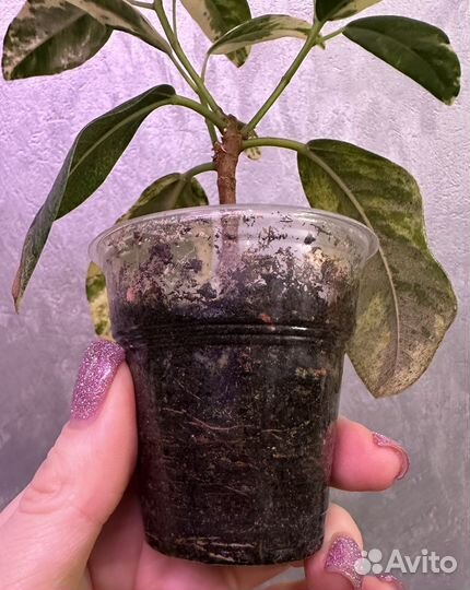 Фикус рубигиноза