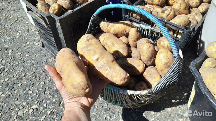 Барс картофель