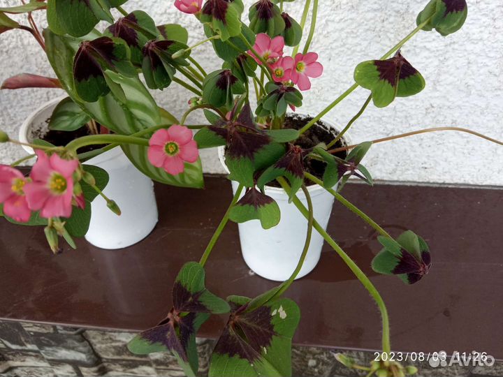 Оксалис (кислица) зелёный и фиолет