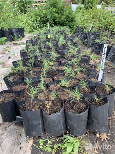 Кедровый стланик, саженцы двухлетние