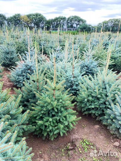 Саженцы сосны,ели,туи и др