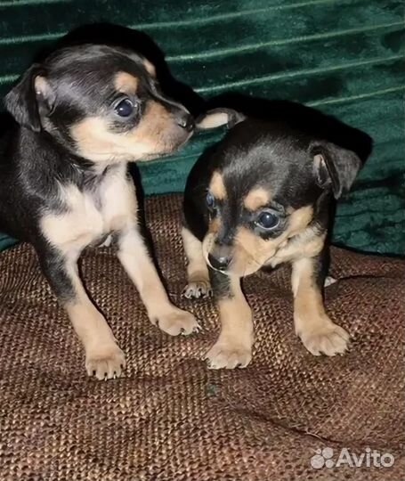 Мини Той-терьер