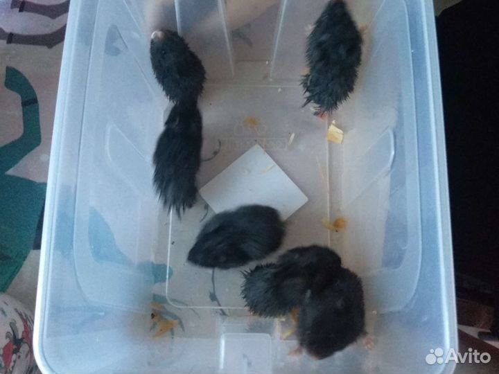 Чёрные Сирийские хомяки