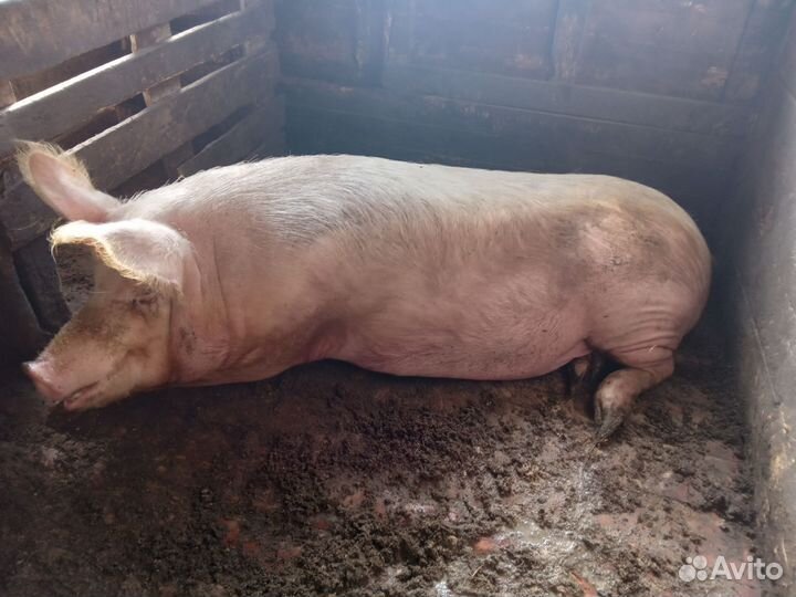 Свиноматки