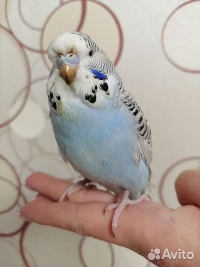 Попугай чех, ввп, ручная самка