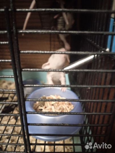 Крысята дамбо