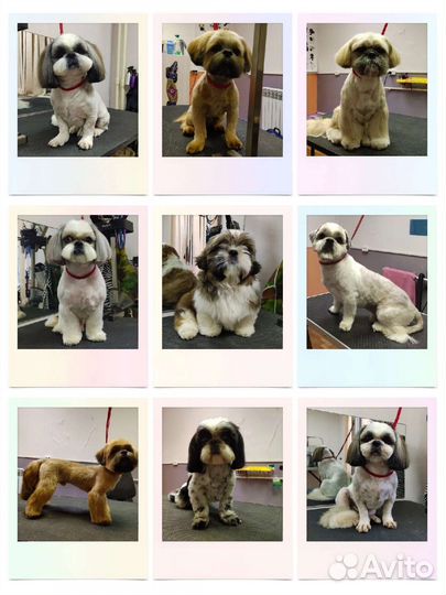 Груминг. Стрижка кошек и собак