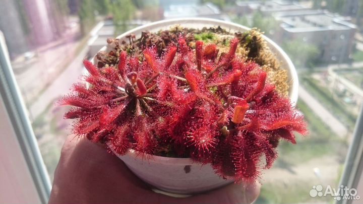 Семена хищных и др. растений