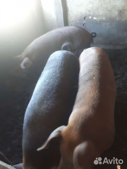 Продам молодых хряков