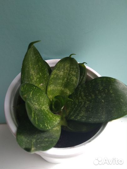 Сансевиерия ханни