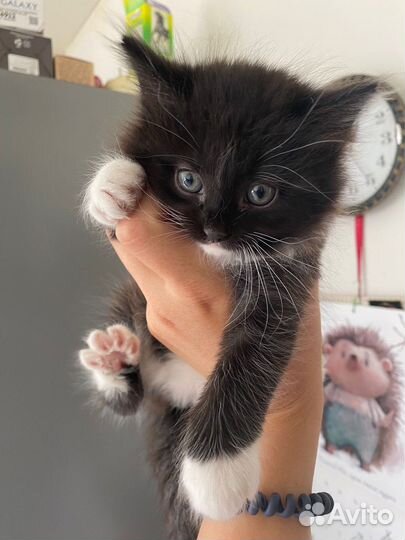 Кошки в добрые руки