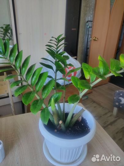 Замиокулькас