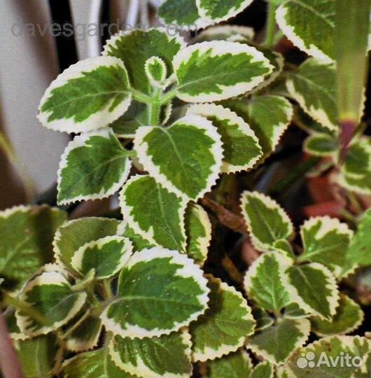 Комнатные ампели