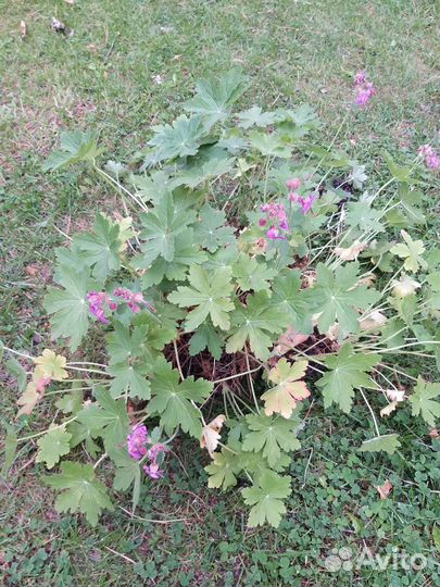Герань садовая многолетняя