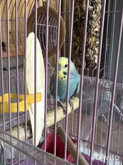 Волнистый попугай с клеткой