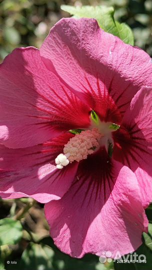 Сортовые сирийские гибискусы