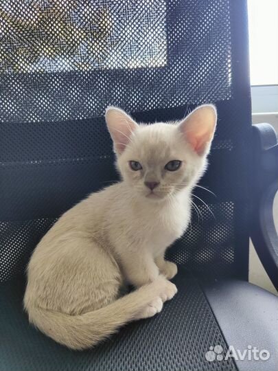 Котята европейской бурмы