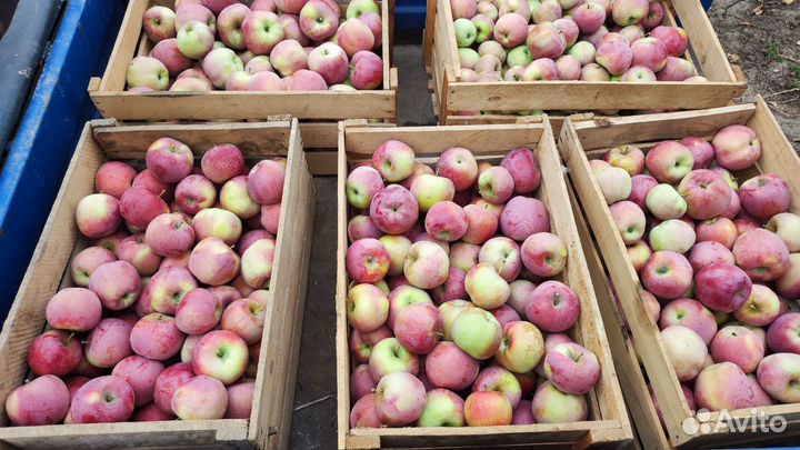 Яблоки флорина