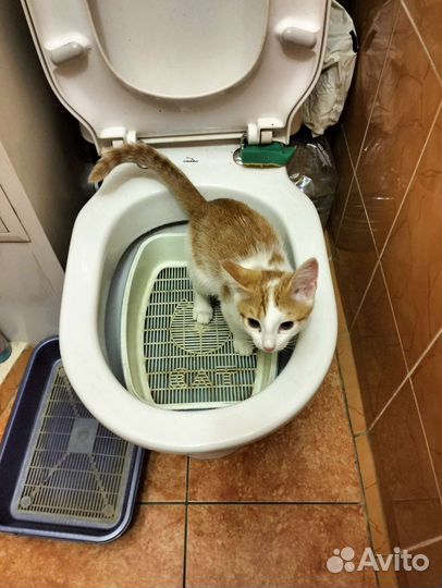 Порода сибирская кошка