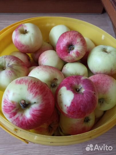 Яблоки домашние