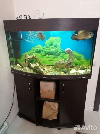 Аквариум