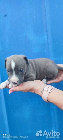 Стаффордширский терьер щенки