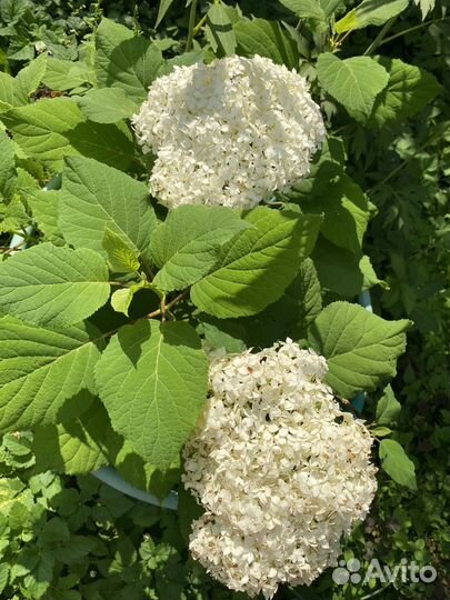 Гортензия крупнолистная вечное лето