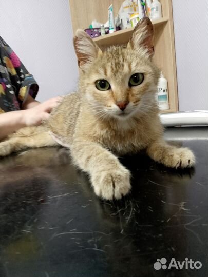 Кошечка миниатюрная бесплатно