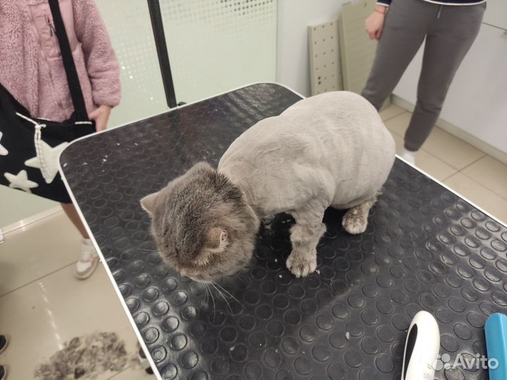 Грумер для кошек с выездом на дом